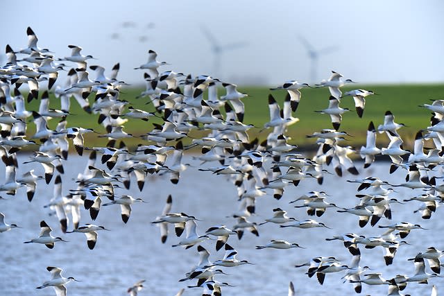 Migration of birds